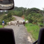 Algunas vacas cruzando la calle pueden ser parte de una experiencia no esperada y dar más color a las vacaciones - Monteverde, Costa Rica.